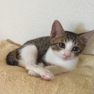 ☆イクラくん☆キジシロ♂