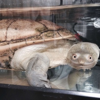 成体のジーベンロックナガクビガメ♂