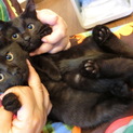 黒猫の里親さん募集
