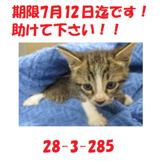 期限7月12日迄です！！可愛い☆キジトラの兄弟♪1