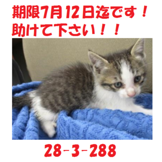 期限7月12日迄です！！可愛い☆キジトラの兄弟♪4