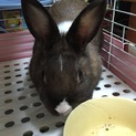 ミックスうさぎ