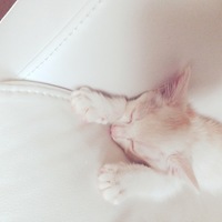 バニラ