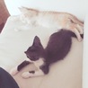 ちょこ