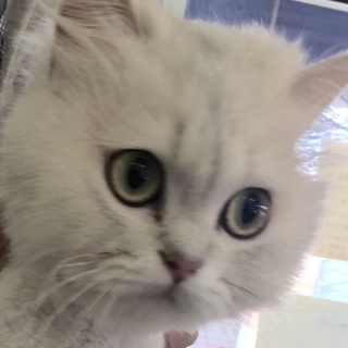 ペルシャ　女の子　