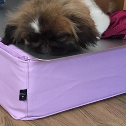 今週の日曜日に愛犬のモコが病気になりました