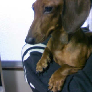 ミニチュアダックス　スムース　レッド　女の子　