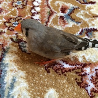 手乗りキンカチョウ里親募集