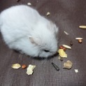 白くて可愛いハムスター♀２匹