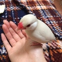 手乗り文鳥女の子