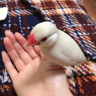 手乗り文鳥女の子