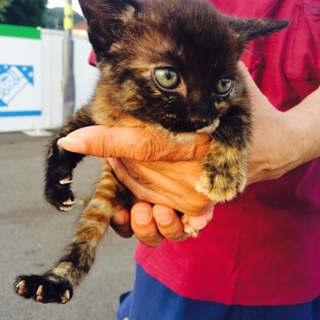 １ヶ月の可愛い黒サビの女の子\♥︎/