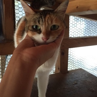 多頭飼い現場の子です(＞人＜;)