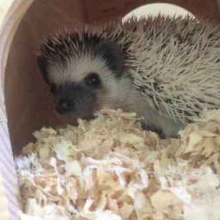 ハリネズミ生後半年