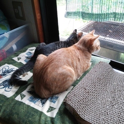 野良ちゃん…その後。