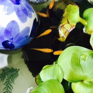 【現在お話中です】めだかの稚魚の里親さま募集します