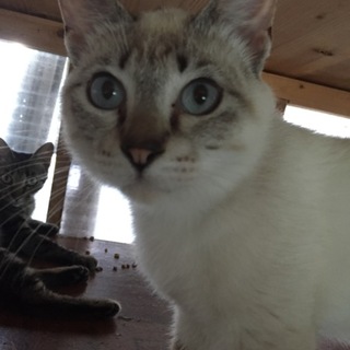 多頭飼い現場の子です(＞人＜;)