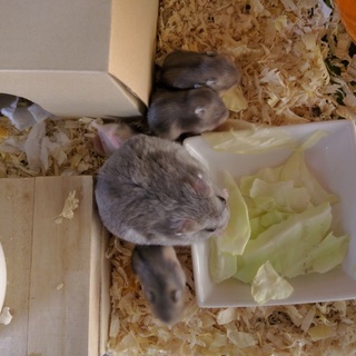 ジャンガリアンハムスター4匹里親募集