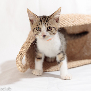 元気で懐こいいちくん