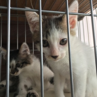 生後2ヶ月 子猫の里親募集