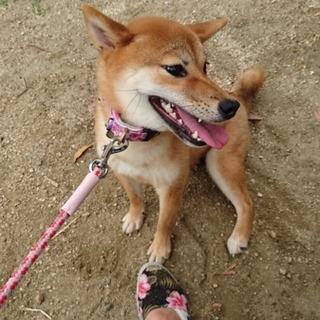 雪山で保護した仔犬です。