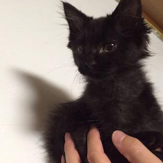 セミロングの黒猫 半長毛
