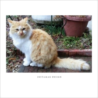 フサフサで可愛いです♡