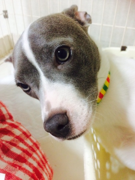 イタグレ フレブルmix 島根県 犬の里親募集 ペットのおうち 月間利用者150万人