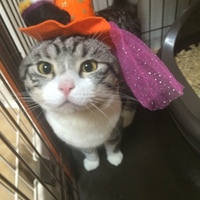 けんしろう
