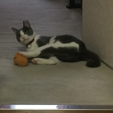 お気に入りのオモチャ2