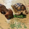 さちゴン