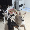 人間大好き兄弟です