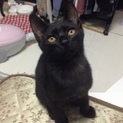 人大好きで甘える元気なクロちゃん