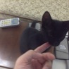 人大好きで甘える元気なクロちゃん サムネイル2