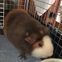 優しい里親さん募集