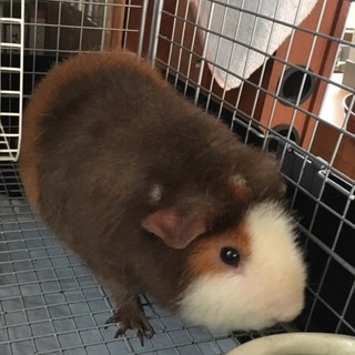 優しい里親さん募集