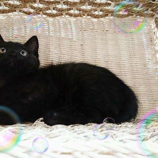 ぶんちゃんは優しい家族の一員になりました☆