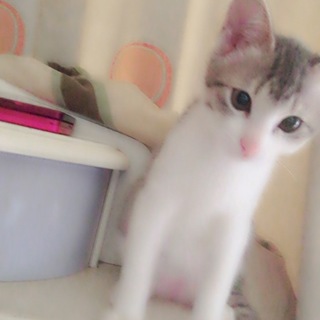 仔猫