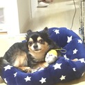 ブラックタンチワワ♡