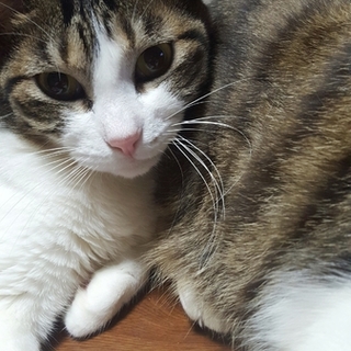 【里親募集】未出産の母☆優しくてすごくなつく☆メス