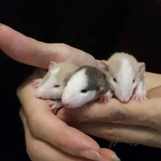 ありがとうございました。