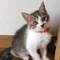 ローラちゃん、里親様の元へお引越ししました。
