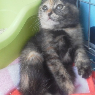 家族になって下さい