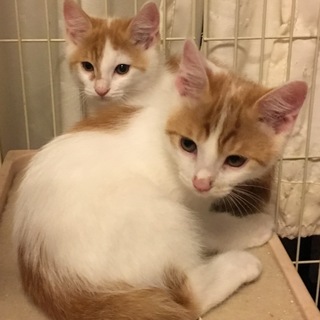 ◆浦安市◆可愛い茶白の兄妹2か月半 