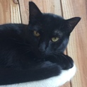 黒猫  ホーリー