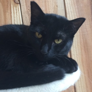 黒猫  ホーリー