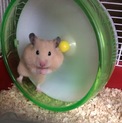 引き続き家族として暮らすことになりました。