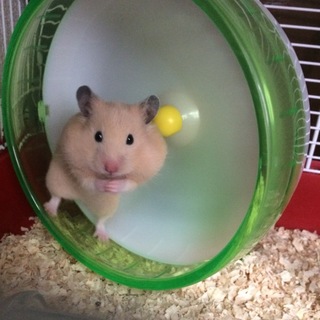 引き続き家族として暮らすことになりました。