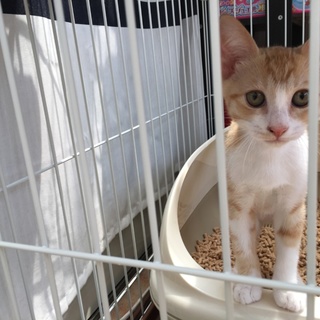 しあわせのカギしっぽ きょうだいです