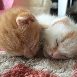 子猫の寝姿